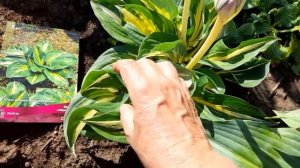 #хоста #Sting / Хоста Стинг ( лат. hosta Sting). Отличительные особенности