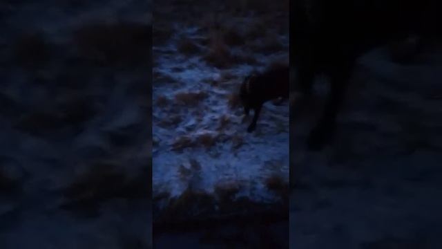 Любимая собака Дина Лабрадор Ретривер 6