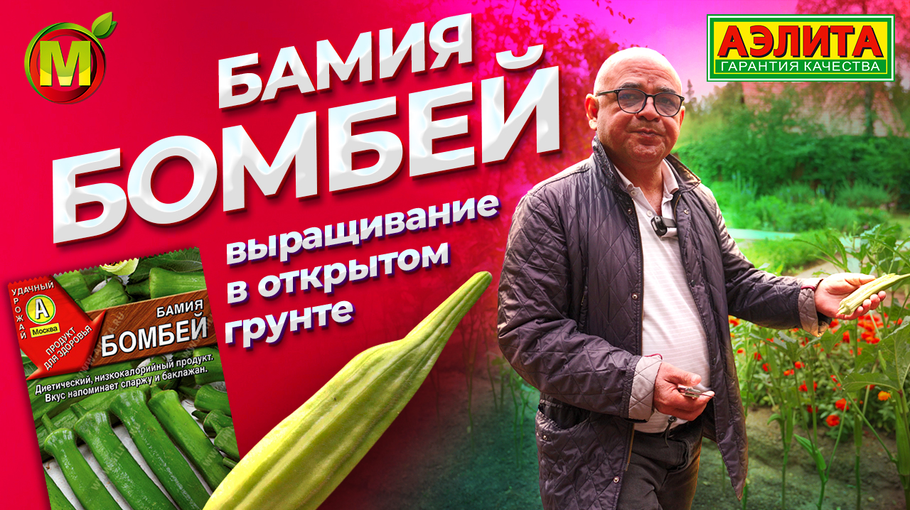 БАМИЯ: редкое овощное растение. Выращивание в открытом грунте. смотреть онлайн