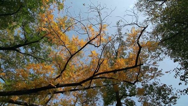 Очень красиво! Шикарная музыка! Это лучшая музыка для души! Послушайте...#2 смотреть онлайн