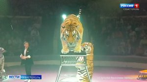 В центре Севастополя покажут тигров Ярослава Запашного