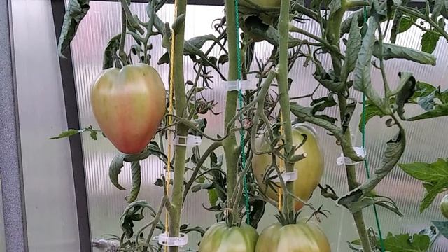 Томат Розовый шлем. Сладкий салатный сорт! смотреть онлайн