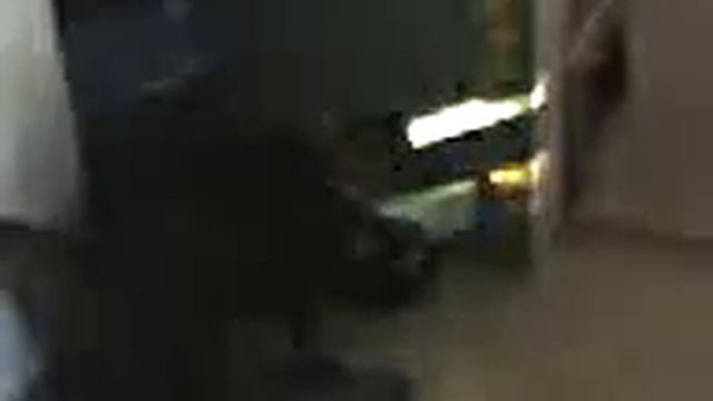 Moncton Cat Saying Maman смотреть онлайн