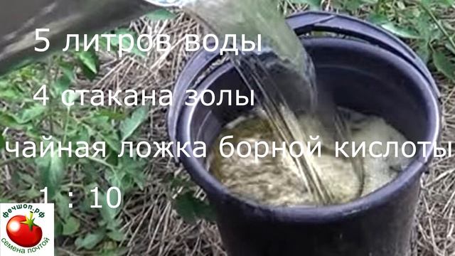 Важная подкормка томатов в период цветени смотреть онлайн