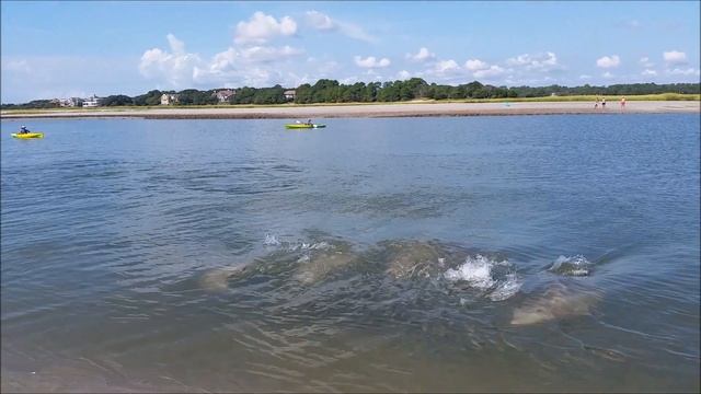 Kiawah Island 2014 - Dolphins Strand Feeding смотреть онлайн