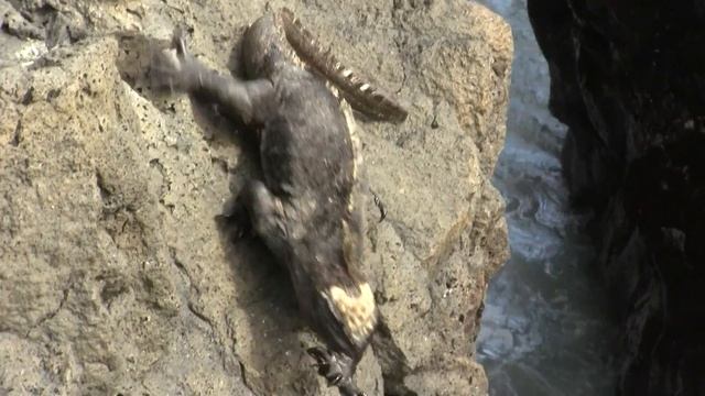 Marine Iguana. Морская игуана (1452sp) смотреть онлайн