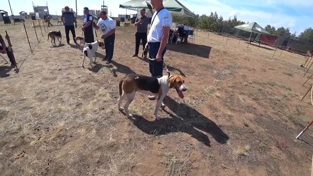 Монопородная выставка собак Русская гончая и Русская пегая гончая 19-20 августа 2023 г.АСТАНА.3Част смотреть онлайн