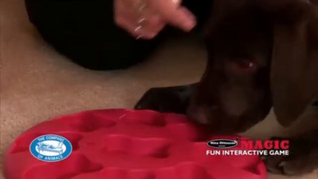 Развивающие игрушки для собак. Покупайте в магазинах Золотая Рыбка