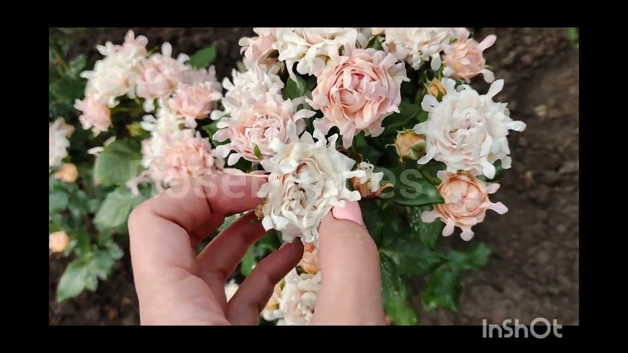 Свит Раффлз. Sweet Ruffles. RoseBushes.ru смотреть онлайн