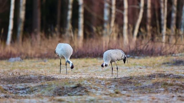 Pilkoji gervė (Grus grus) смотреть онлайн