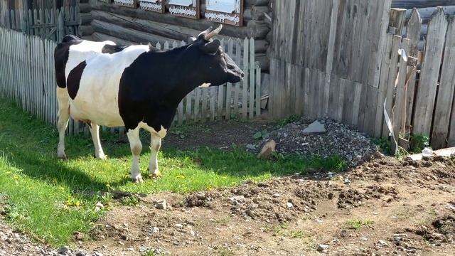 Еду снимать ТËЛОК на фиксе (на велосипеде по городу, fixed gear, fixie) смотреть онлайн