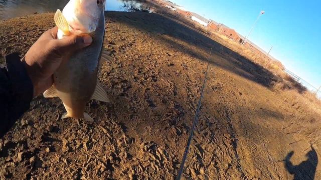 FINALLY USED THIS LURE!! (LIVE TARGET 6’ SHINNER) смотреть онлайн