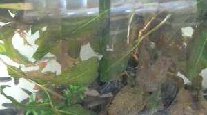 Горчаки в аквариуме.