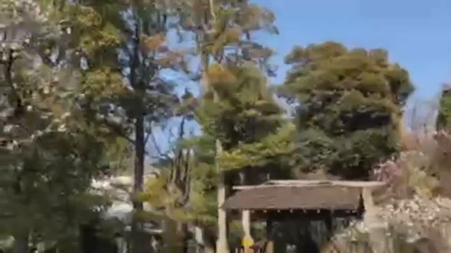 Когда цветет слива... смотреть онлайн