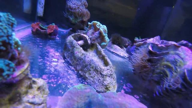 КАЛИПСО АКВА смотреть онлайн