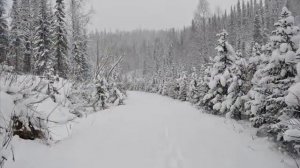 "Белые ночи Пермских лагерей" - Владимир Волжский
