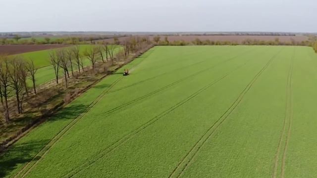 Бурьян забивает зимующий горох | Горчица месяц после посева смотреть онлайн