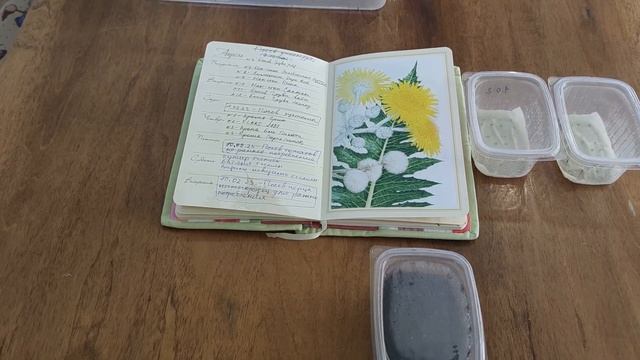 Всходы бегонии и эустомы сезон 2023 смотреть онлайн