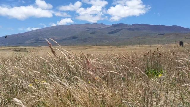 Freitas and Trask react to dismantling of structures on Mauna Kea смотреть онлайн