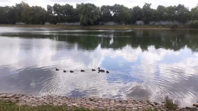 Утята на пруду возле дома смотреть онлайн