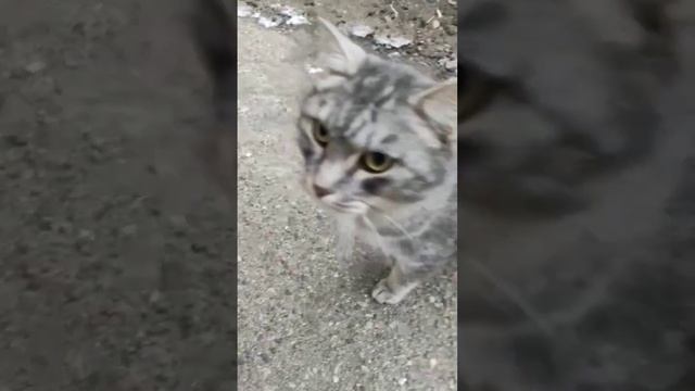 котлетку дай#котик #рекомендации смотреть онлайн