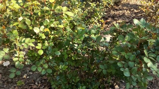 Утренняя прогулка по майскому саду☕️Высадила петунии в кашпо?Баковая смесь для обработки роз? смотреть онлайн