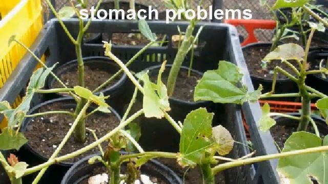 Jatropha Nursery and treefarm in The Dutch Caribbean. смотреть онлайн