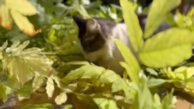 ДАЧНАЯ ЖИЗНЬ НЕМЦА / ЦЕНА за 6 МЕТРОВ /КРАСАВЧИК РАБОТАЕТ Я ШЛЯЮСЬ / ДОМАШНИЙ ХЛЕБ смотреть онлайн