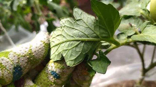 Хитрая ХИТРОСТЬ!!! Ловим всю белокрылку в теплице за 5 минут! смотреть онлайн