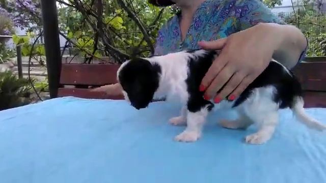 Allegro Sonata Karolina (Cavalierdoog August Rush х Allegro Sonata Nicol) смотреть онлайн