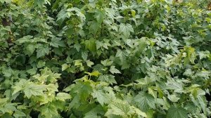 Листья черной смородины. Лечебные свойства