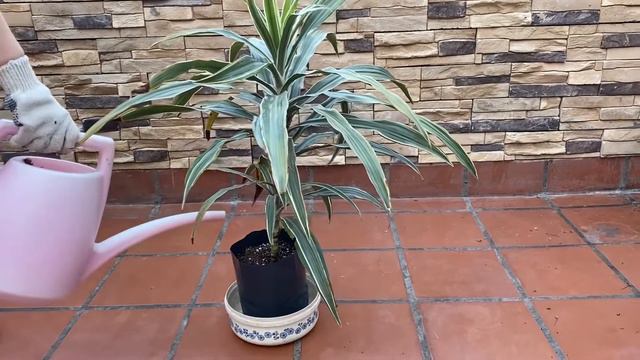 Propagación dracena Warneki смотреть онлайн