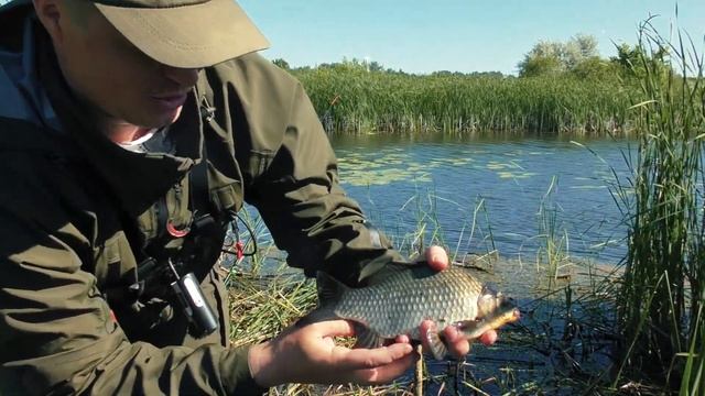 НАСАДИЛ СЫР, ЗАБРОСИЛ В КУВШИНКИ И... Рыбалка на донки.