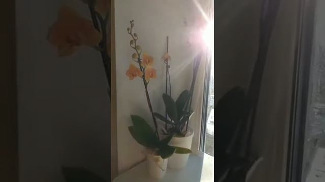 Орхидея бабочка Menkar и бабочка Solid gold смотреть онлайн