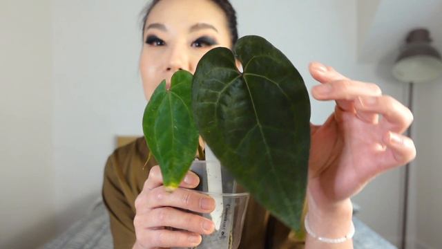 8 plants I've been extra smitten with lately! смотреть онлайн