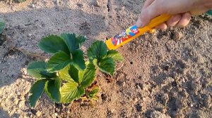 Борьба с муравьями. Гель ВЕЛИКИЙ ВОИН. 07.07.18.