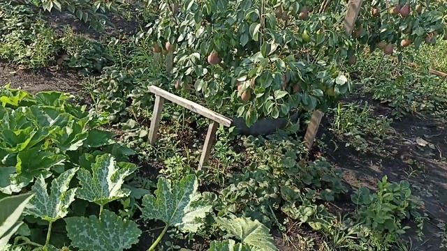 Подвязка груши 2022 смотреть онлайн