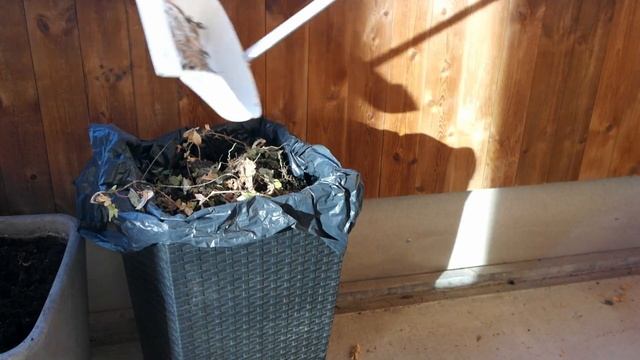 Let's sketch trees and clean my balcony ? Sowing seeds for balcony garden! смотреть онлайн