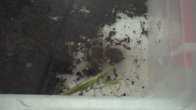 ПАУК И БОГОМОЛ, или наш подарок Семёну на день шахтёра. /Acanthoscurria geniculata. смотреть онлайн