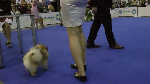 ЕВРОДОГШОУ-2017 * ПОМЕРАНСКИЙ ШПИЦ * ЮНИОРЫ КОБЕЛИ * 3444 смотреть онлайн