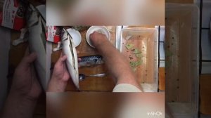 Скумбрия провесная сухого посола?