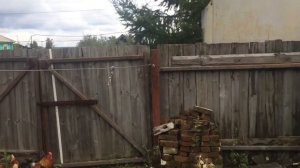 БЕГУНОК + ВЕРТЕЛОК ДЛЯ СОБАКИ  НА ТРОС 2   #собакадругчеловека #бегунок #dog