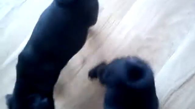 2 черненьких щеночка мопса смотреть онлайн