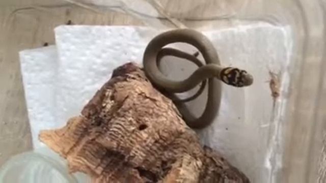 Baby Eirenis modestus modestus eat (3) смотреть онлайн