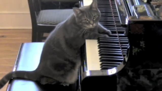 CATcerto. ORIGINAL PERFORMANCE. Mindaugas Piecaitis, Nora The Piano Cat смотреть онлайн