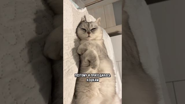 Почему кошки так много спят #кот #коты #shorts смотреть онлайн