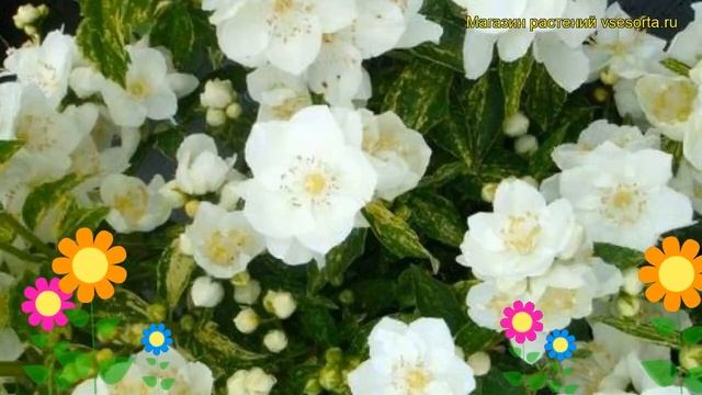 Чубушник венечный Инносенс. Краткий обзор, описание характеристик philadelphus coronarius Innocence смотреть онлайн