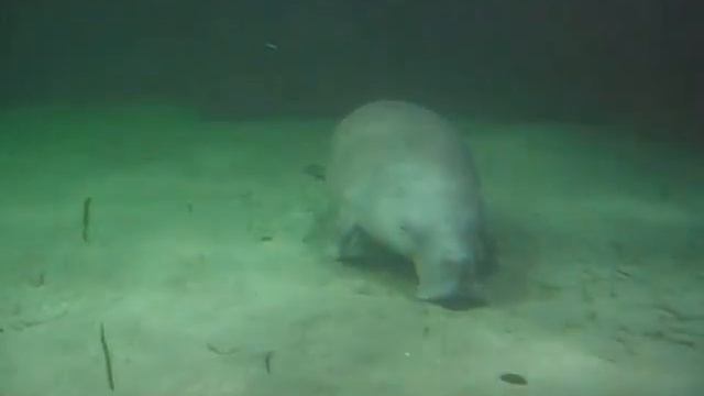 Dugong (Dugong dugon), SeaWorld Indonesia, Jakarta смотреть онлайн