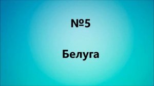 10 самых больших рыб в мире