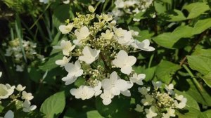 Гортензия метельчатая Ангел Блаш (Руби) | Hydrangea paniculata 'Angels Blush'(Ruby) начало цветения